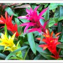 아나나스 이미지