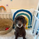 멍블리펫뷰티 | 부산 강아지미용 후기