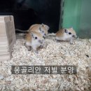 펫엔글라이더 인천점 이미지