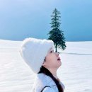 하나모 | 일본 삿포로 여행 코스 날씨 삿포로 겨울여행 크리스마스 트리