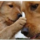 이쁜강아지 이미지