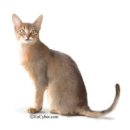 순한고양이 이미지