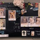 꽃길걷개 이미지