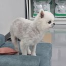 닥터장 동물의료센터 이미지