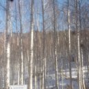 내린천아름펜션 | 자작나무숲 펜션 내린천아름펜션은 여러분들에게 도심에서 가지고 온 스트레스를 풀 수 있는 펜션입니다.