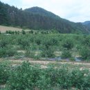 상진농장 이미지