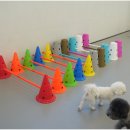 대구애견미용 강아지호텔 모여라솜뭉치 이미지