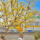 사림동214 | 경남 창원의집 놀거리 여행 볼거리 가볼만한곳 매화 꽃구경