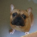 패밀리독 이미지