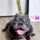 아메리칸 불리 하우스 이미지