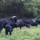 지암흑염소목장 이미지