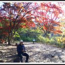 계룡산 갑사와 신원사의 아름다운 가을 단풍절경 여행 이미지