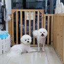 댕댕이 애견미용샵 이미지
