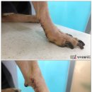 방학동물외과센터 이미지