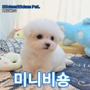 쓰담쓰담애견샵 이미지