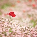 용수골꽃양귀비축제 이미지