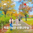 예산초 단풍나무길 | 2024 천안 독립기념관 단풍나무숲길 가을 여행 후기
