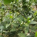 지안농장 이미지