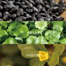 시크마르 이미지