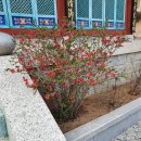 자산동167 | 창원 마산 꽃구경(매화, 동백꽃, 산수유)