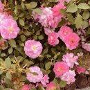 향기휴게점 이미지