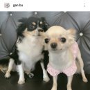 사라 양한방 동물병원 이미지