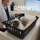 대구 동물병원 추천, 3살 고양이 건강검진 후기