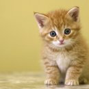 웨스턴 동물의료센터 이미지