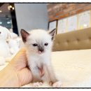 전주강아지분양 고양이분양 24시 데려가개 전주점 | 전주강아지분양 고양이분양 24시데려가개 전주점