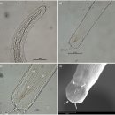LARVA STAGE 이미지