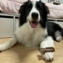 멍멍하누 이미지