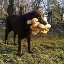 멍멍이 달린다 이미지