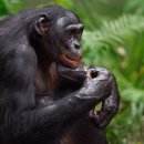 Dans la presse : La dette grecque, Dieu, des singes ivres, des apéros et de 이미지