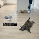 고양이병원 소설 | 고양이 항문낭파열 수술ㅠㅠ 경과(사진주의)
