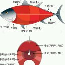 정참치 이미지
