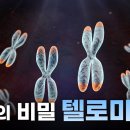 텔로미어가 뭔지 아세요? - 노화의 비밀 이미지