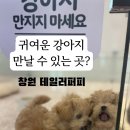 테일러퍼피 이미지