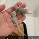 와우펫앤쥬 양산점 이미지