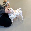 골드퍼피 애견유치원 이미지