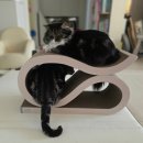 또하나의가족 | 고양이 스크래쳐 다묘가정 만족하는 꼬물리 고양이소파 후기