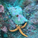 나팔고둥 이미지