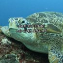 바다 | 필리핀 릴로안 앞바다 다이빙 후기 스완 거북이 안테나 산호 포인트