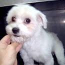 안암지구대 이미지