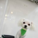 별난동물병원 이미지