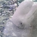 아쿠아플라넷 여수 이미지