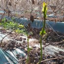 예당농장 이미지