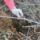 엄나무골농장 이미지