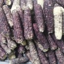 삼기흑찰옥수수영농조합 이미지