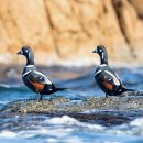 오리여행 이미지