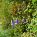 금강초롱 이미지